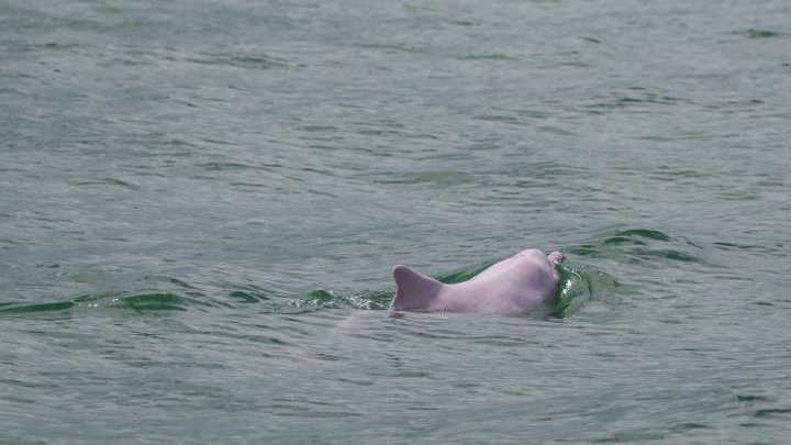 Have you seen 'Pinky?' Pink dolphins seen in Louisiana's Gulf waters