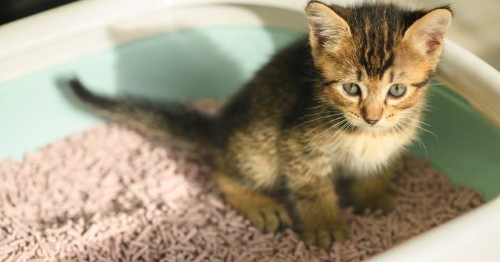 Pet owners issued urgent 4pm warning by vet over 'unpredictable' situation