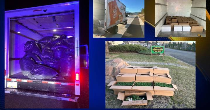 Deputies seize illegal marijuana near Grenada and Mount Shasta