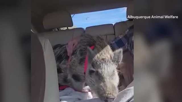 Pig finds home after leading Albuquerque officers on chase