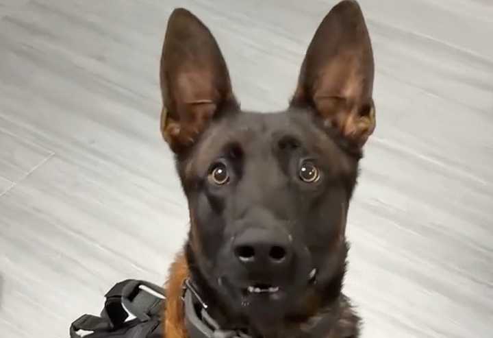 Police dog fatally shot in the line of duty: 'Your mission is complete, hero'