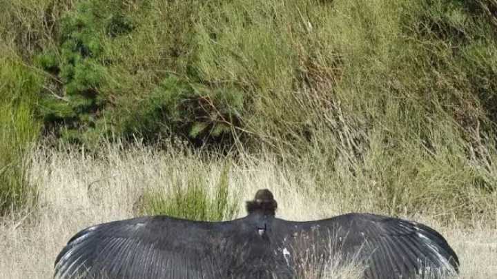 'Iregua', el buitre negro que sobrevuela la Sierra de la Demanda en Burgos