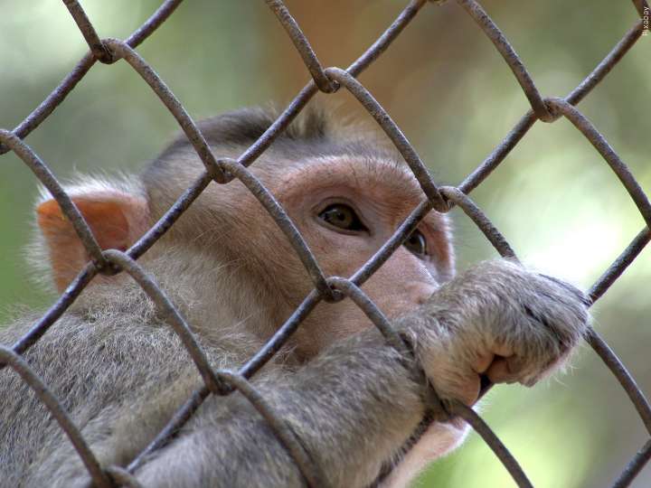 MDWFP locates and captures the last remaining monkey loose in MS