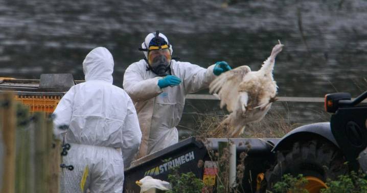 'Highly pathogenic' case of bird flu confirmed in Midlands