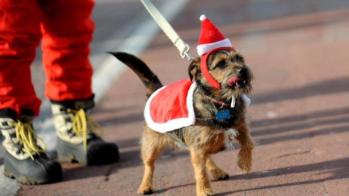 Vuelve el desfile de mascotas más original a Zaragoza por Navidad: qué día será, dónde y cuál es su precio de entrada