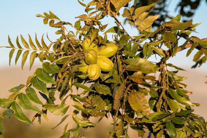 Este año se 'desplomó' hasta un 80% la producción de nuez en San Pedro