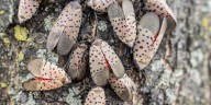 Invasive spotted lanternfly detected in Jackson County