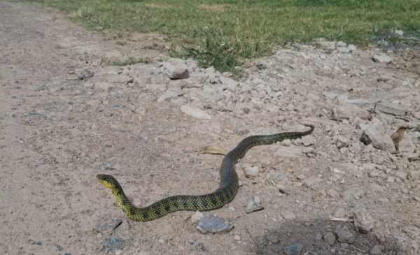 Sorpresa en Barrio Aeropuerto por la aparición de una serpiente de más de un metro: qué hacer en estos casos
