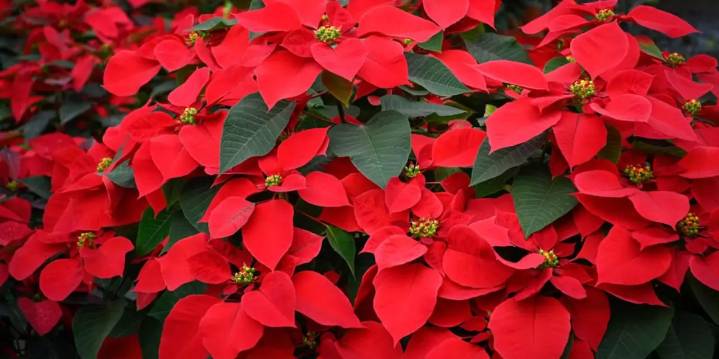 ¿Cómo cuidar tu nochebuena para que dure todo el año?