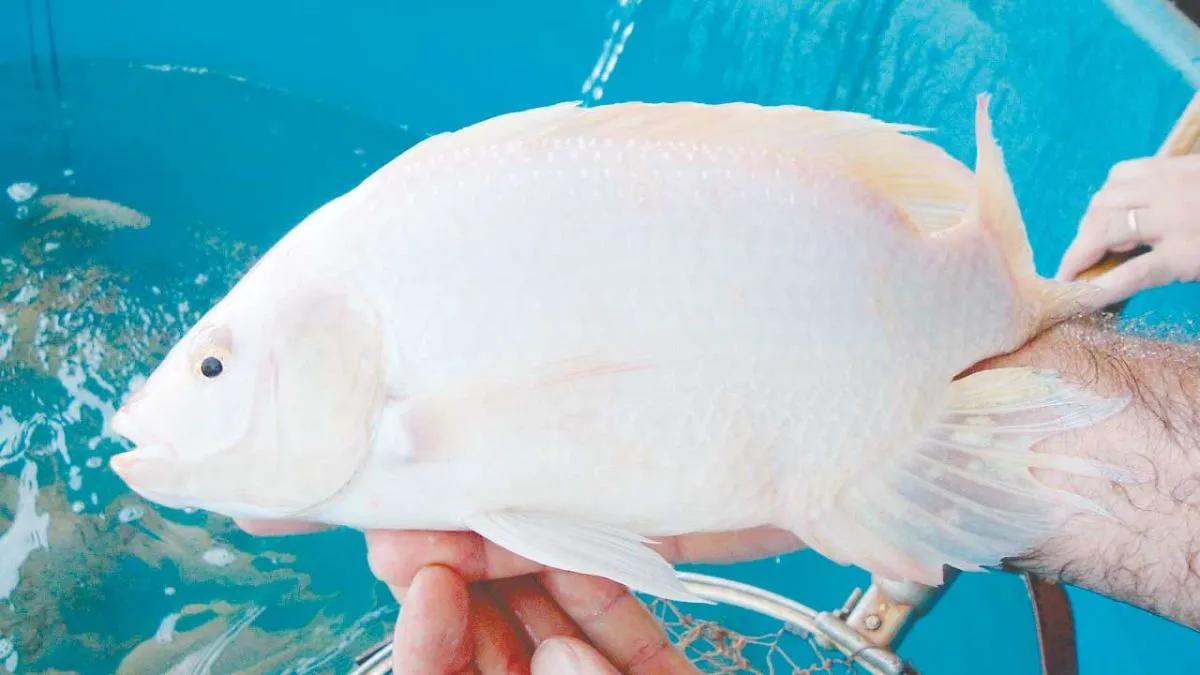 Tilapia: un manjar  de estanque con potencial para su cría en Misiones