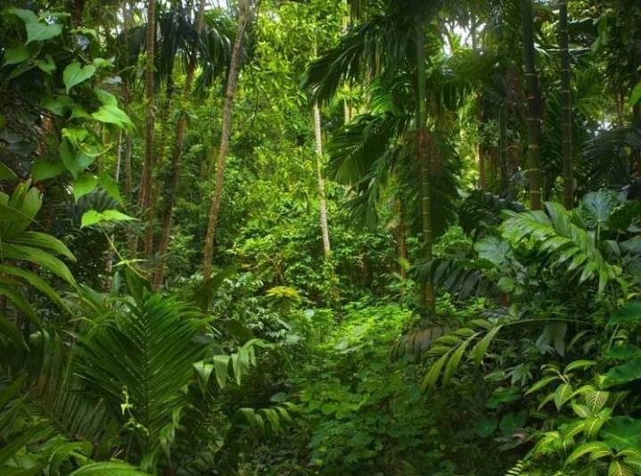 COP30: Más de 200 organizaciones civiles presentan propuesta para proteger la Amazonía