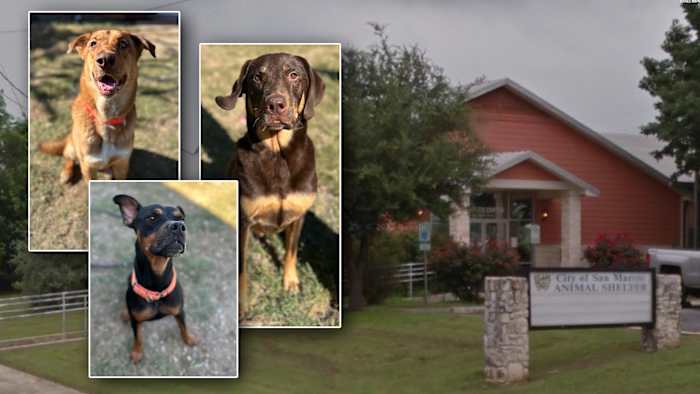 San Marcos animal shelter at critical capacity, urgent adoptions and fosters needed