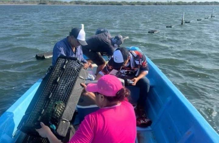 Tamaulipas consolida su producción de ostión