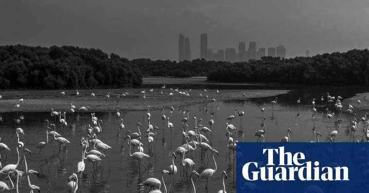 Nature inFocus photography competition 2025: flamingos, foxes and a chilled out chimp