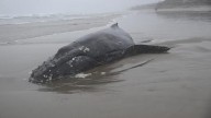 Beached whale on Oregon Coast euthanized despite rescue efforts