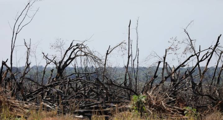 Cada minuto desaparecen el equivalente a seis canchas de fútbol de bosque amazónico