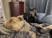 Newport man sentenced to prison for shooting, killing neighbor’s labrador