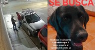 Roban auto en Tehuacán, Puebla con un perro dentro: buscan a “Camilo”
