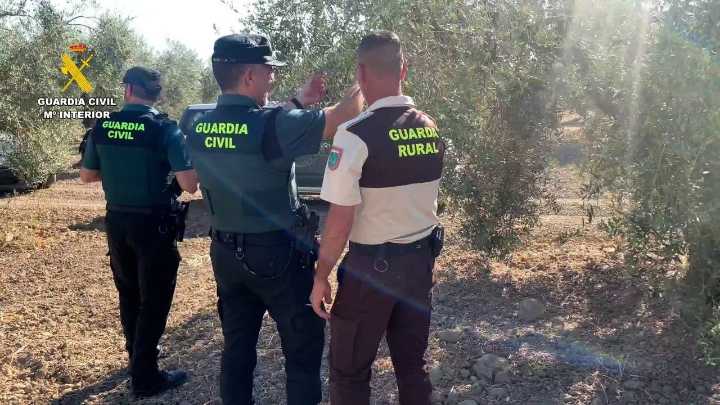 Dos detenidos y dos investigados por robar casi tres toneladas de aceitunas en Sevilla
