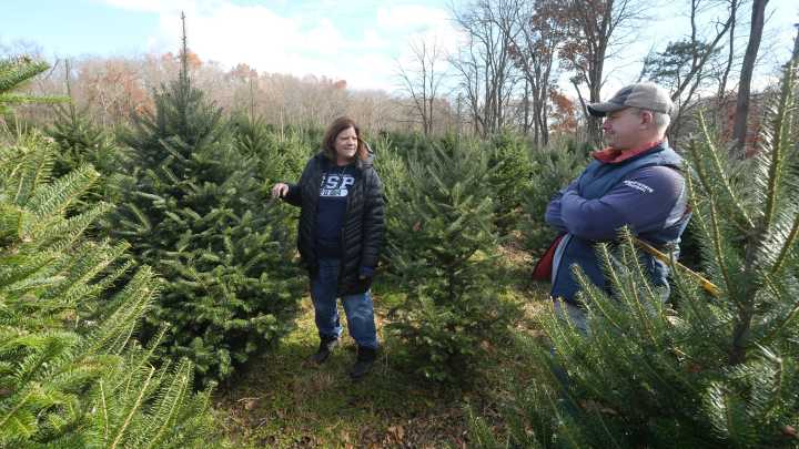 Here's a guide to Christmas tree farms in the Canton region đ