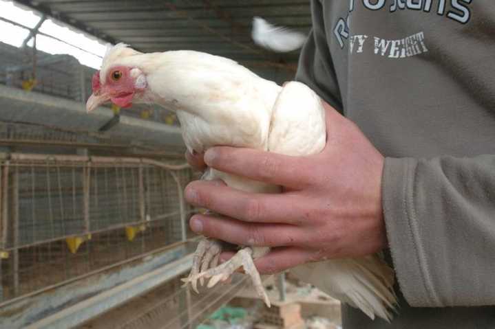 El Gobierno prohíbe criar aves al aire libre por el aumento de casos de gripe aviar