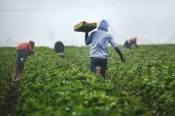 Agricultura y ganadería de Jalisco pierden más de 8 mil empleos en 2025