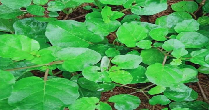 Tazhuthama: A Traditional Herb With Powerful Healing Properties