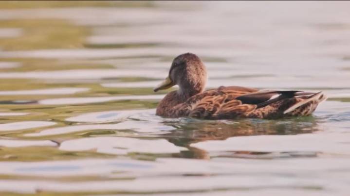 Arkansas Game & Fish offering chance for free tickets to Duckman Jam if you share your hunting story