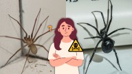 Araña violinista o viuda negra: ¿cuál de las dos especies es más peligrosa? 