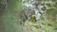 La superpoblación de conejo en el valle del Ebro asegura el sustento al lince ibérico