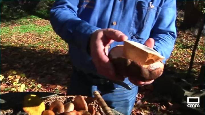 Hasta 140 variedades de setas se pueden encontrar en Fuencaliente