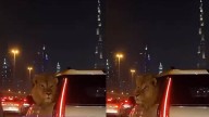Spine-Chilling Video Shows Lion Inside Luxury Car On Dubai’s Streets: ‘Is This Even Real?’