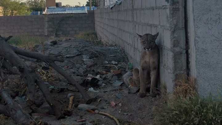 Un puma suelto en el norte de la Capital causó temor entre los vecinos