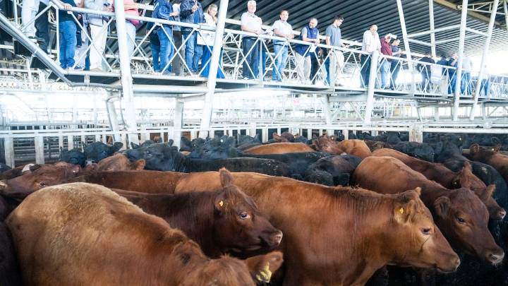 Vacunos. Remate especial en el Mercado Agroganadero de Cañuelas