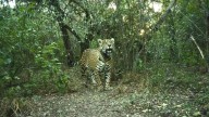 Riesgo de extinción: hallan el radiocollar de la yaguareté Acaí en el Río Bermejo