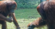 Waco's Cameron Park Zoo announces orangutan pregnancy, due in January
