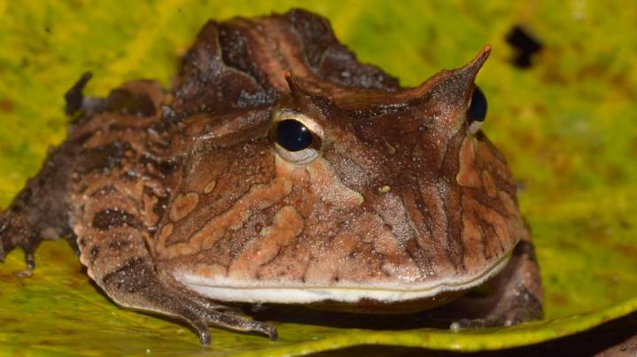 Qué es el sapo cornudo, la nueva especia que descubrieron en China: pequeño, enigmático y único en su tipo