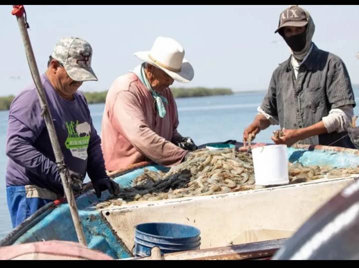 Impulsan cambios a Ley de Pesca para enfrentar impactos del cambio climático