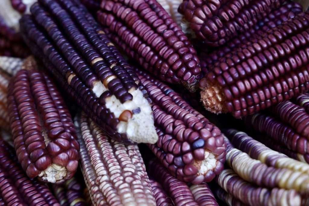 Invitan a la XIII Feria Nacional de la Agrobiodiversidad en Mitla