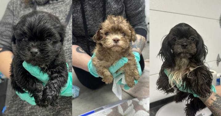 Dozens of animals seized, woman arrested in Lafayette County animal neglect investigation