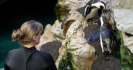 Much like a nursing home, penguins at a Boston aquarium can age with dignity