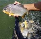 Promueven la integración de más familias piscícolas al sistema económico provincial