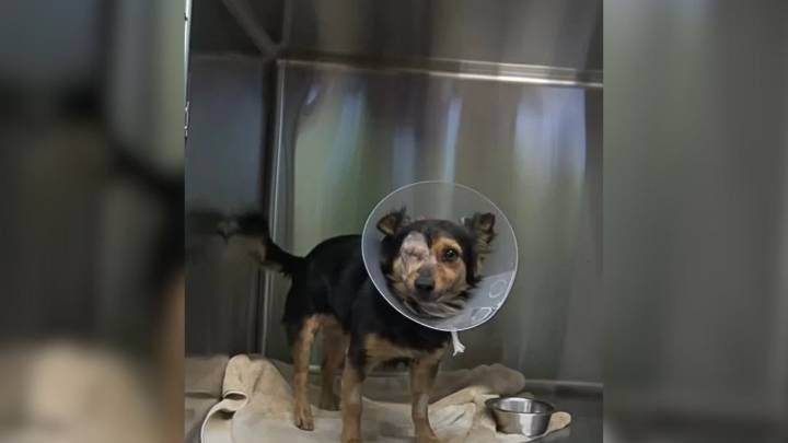 Rescuers In California Shocked After Lost Dog’s Owner Refuses To Take Him Back