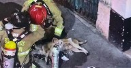 Bomberos rescatan con vida a un perrito atrapado entre las llamas en un local de Medellín