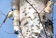 Outdoors calendar: Discover the world of birds in winter