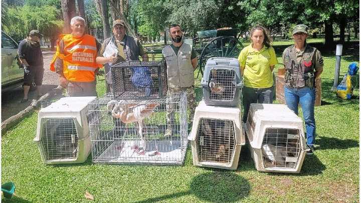 Rescataron aves silvestres y exóticas mantenidas ilegalmente en Gualeguay