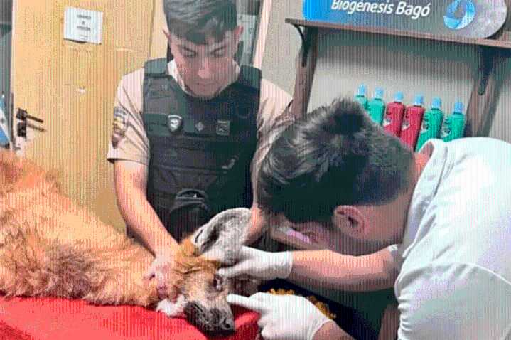 Rescataron un aguará guazú desnutrido: se informó cuál será el destino del animal