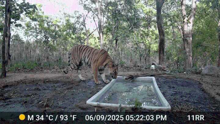 Tiger returns to Gujarat: Ratan Mahal Sanctuary confirms long