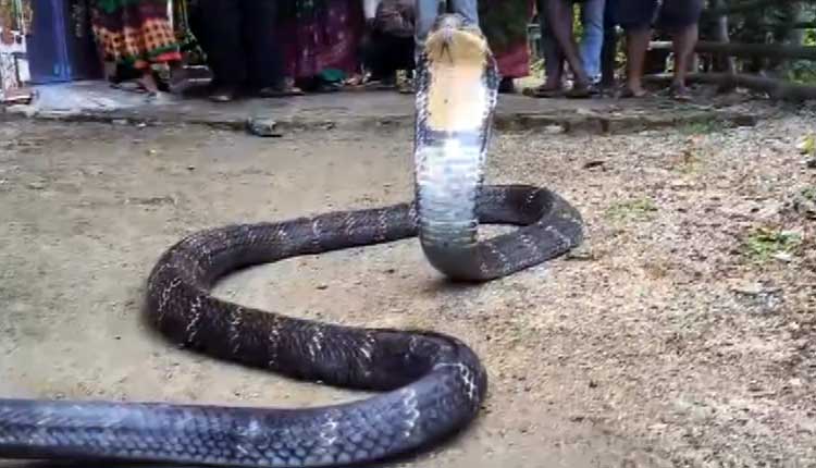 12-Foot King Cobra Trapped In Net In Balasore Village Rescued