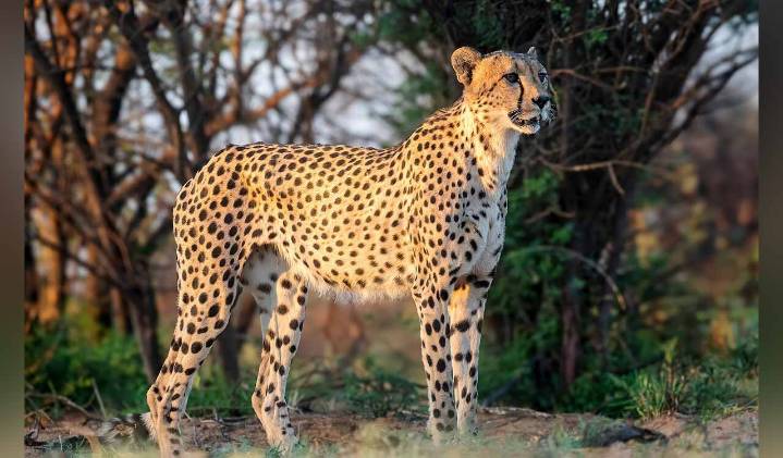 India-born cheetah ‘Mukhi’ gives birth to five cubs at Kuno